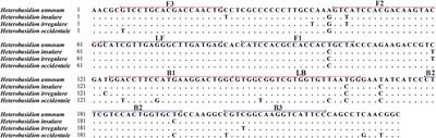 Rapid detection of Heterobasidion annosum using a loop-mediated isothermal amplification assay